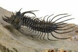 Alien-Looking Quadrops Trilobite - Spectacular Preparation #312727-2